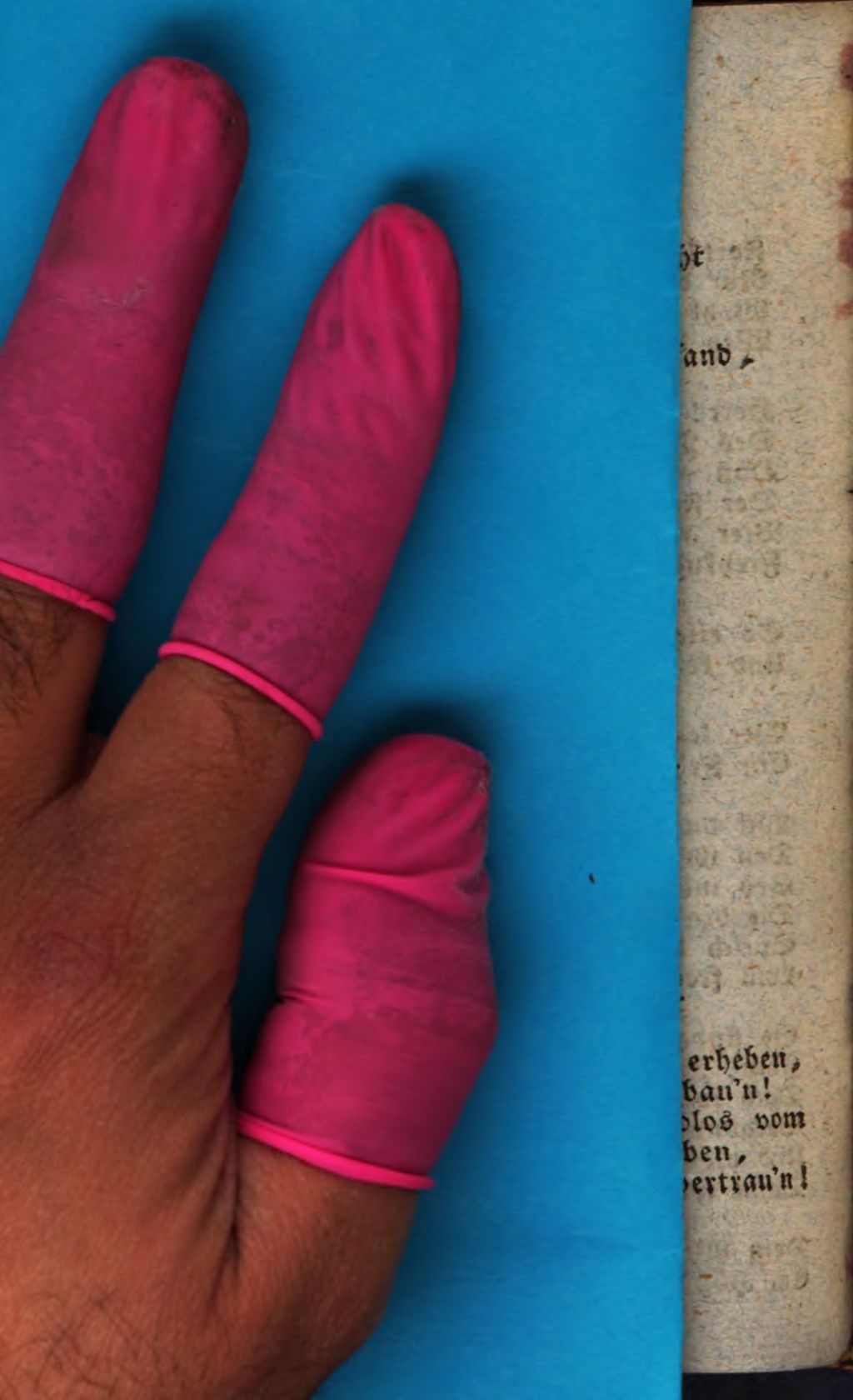 Cover of Die Feuer-Nelke