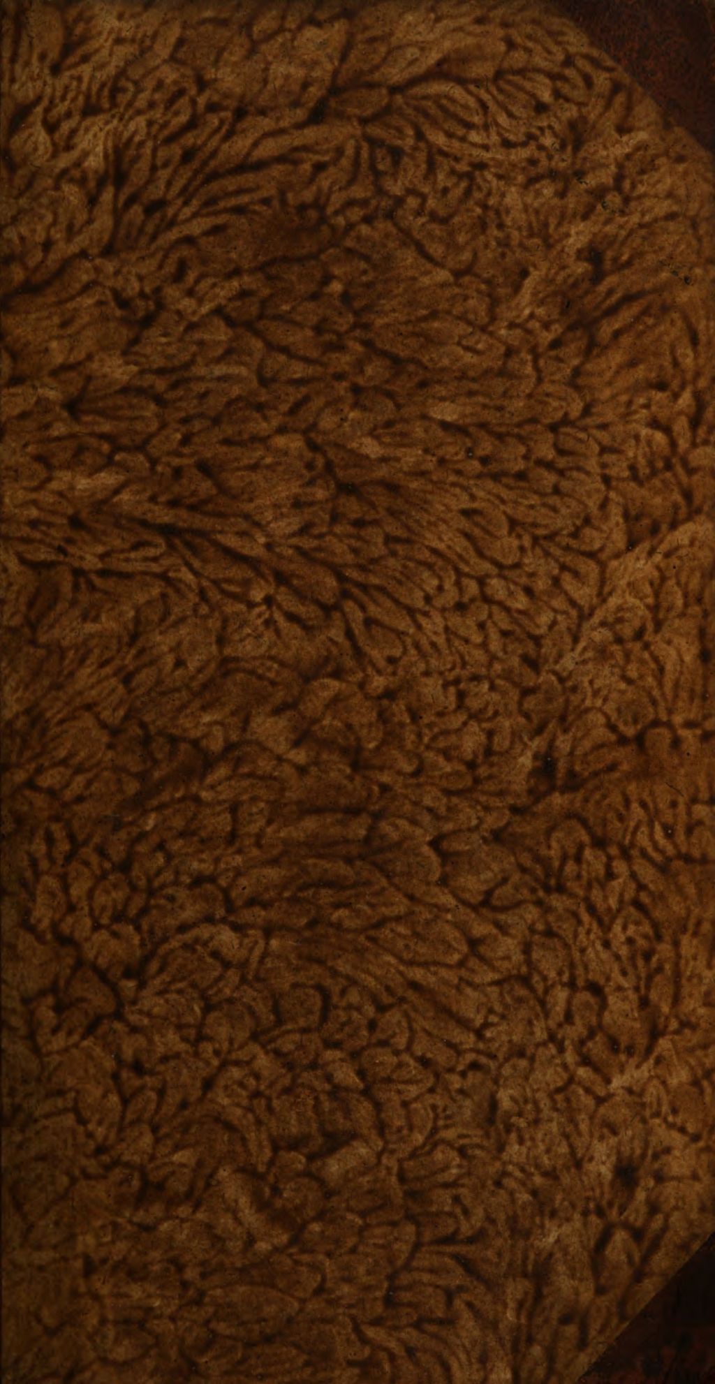 Cover of Fortgesetzte Magie , oder die Zauberkräfte der Natur, so auf den Nutzen und die Belustigung angewandt worden. 6