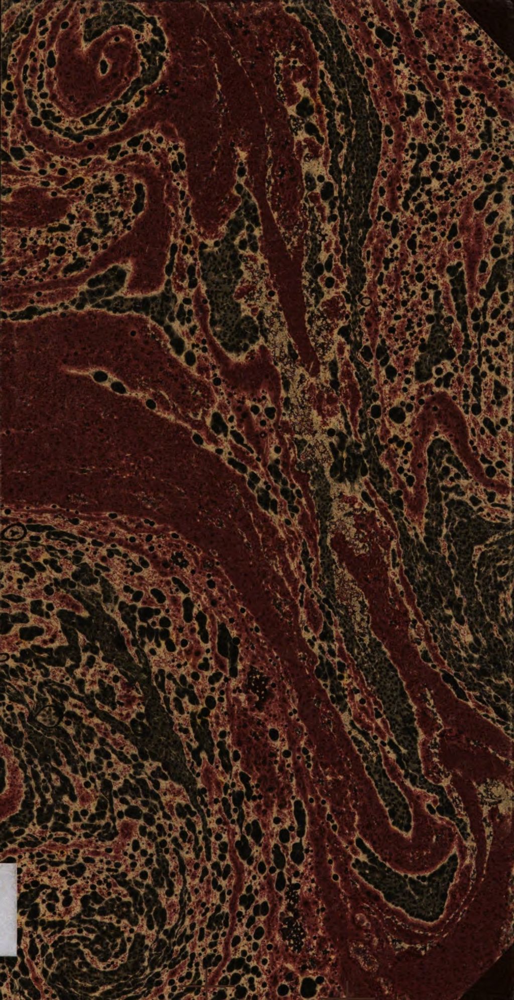 Cover of Die Grafen von Schärding, Vornbach und Neuburg am Inn