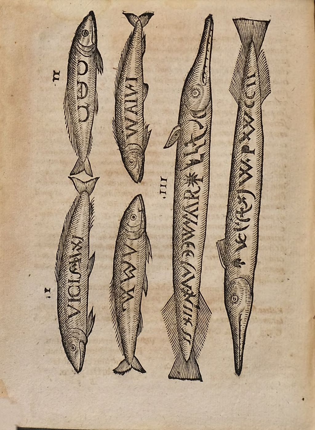 Cover of Prophetia Halievtica Nova Et Admiranda, Ad Danielis Et Sacrae Apocalypseos Calcvlvm Chronographicum, divina ope nunc primum in lucem productum, revocata