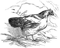 Cover of The Fox and the Geese; and The Wonderful History of Henny-Penny